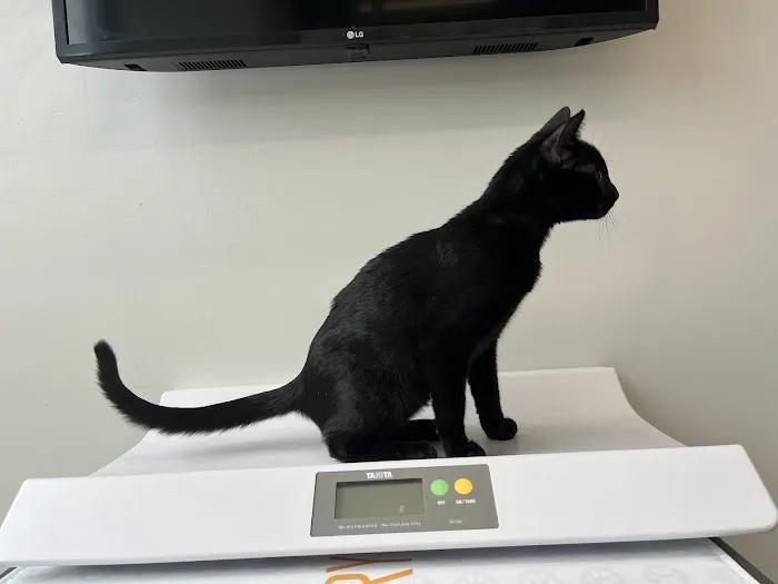 Boston Veterinary Clinic 5