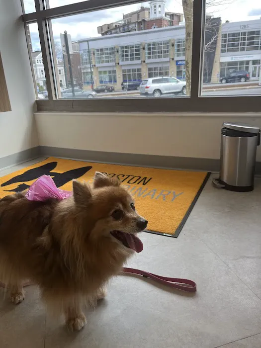 Boston Veterinary Clinic 1