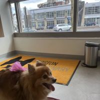 Boston Veterinary Clinic ico