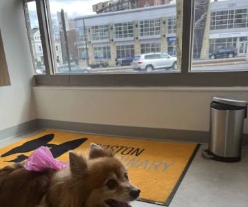 Boston Veterinary Clinic