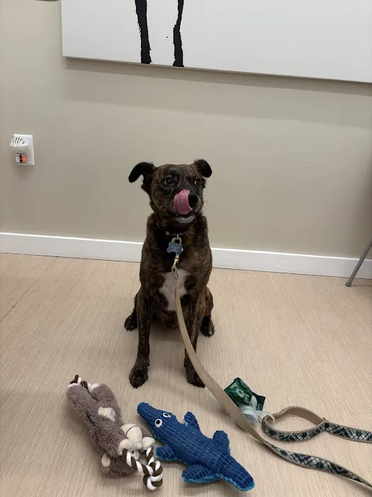 Small Door Veterinary - Brookline 1
