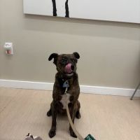 Small Door Veterinary - Brookline ico