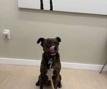 Small Door Veterinary - Brookline