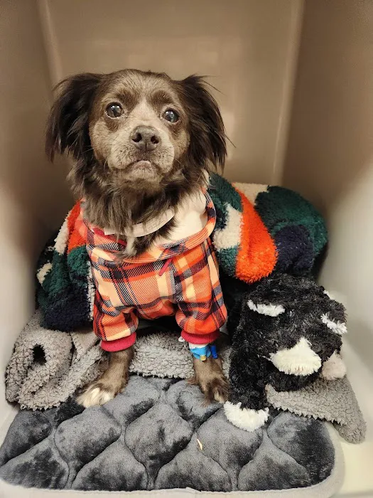 Small Door Veterinary - Brookline 2