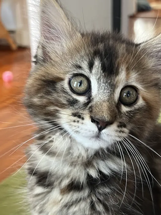 Small Door Veterinary - Brookline 7