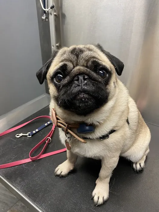 Emmerson Animal Hospital 5