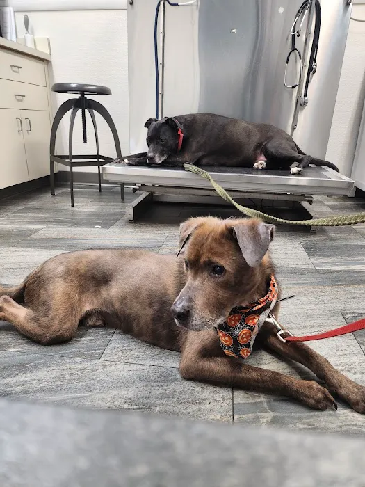 Emmerson Animal Hospital 6