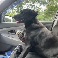 Emmerson Animal Hospital ico