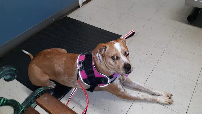 Emmerson Animal Hospital 3