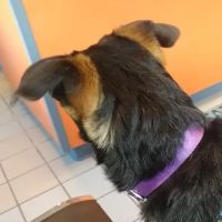 Holbrook Animal Hospital ico