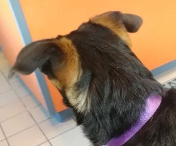 Holbrook Animal Hospital