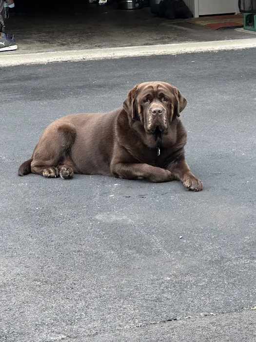 Holbrook Animal Hospital 2