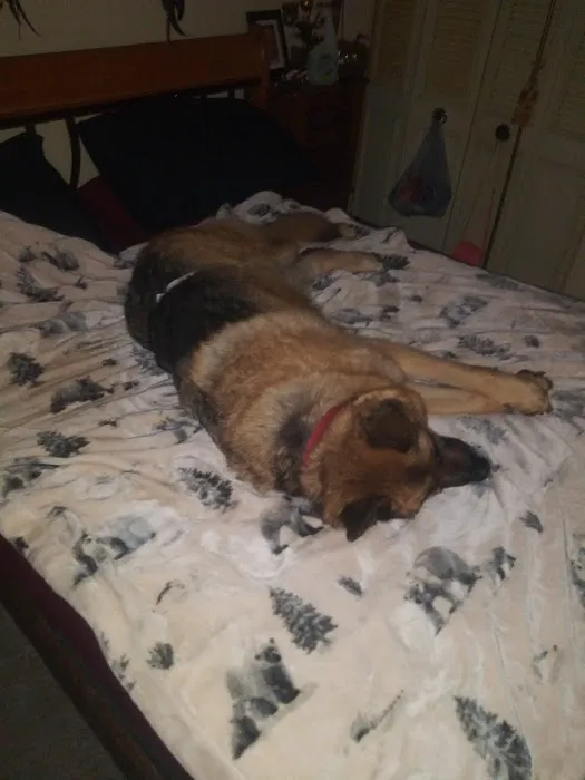 Banfield Pet Hospital 1