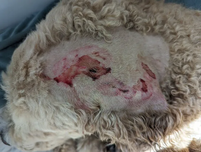Banfield Pet Hospital 3