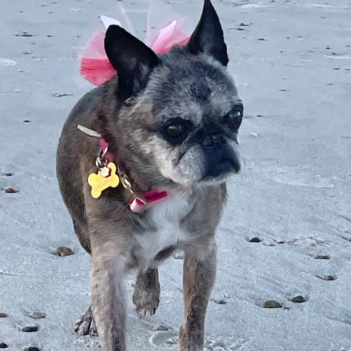 VCA South Shore Weymouth Animal Hospital 4