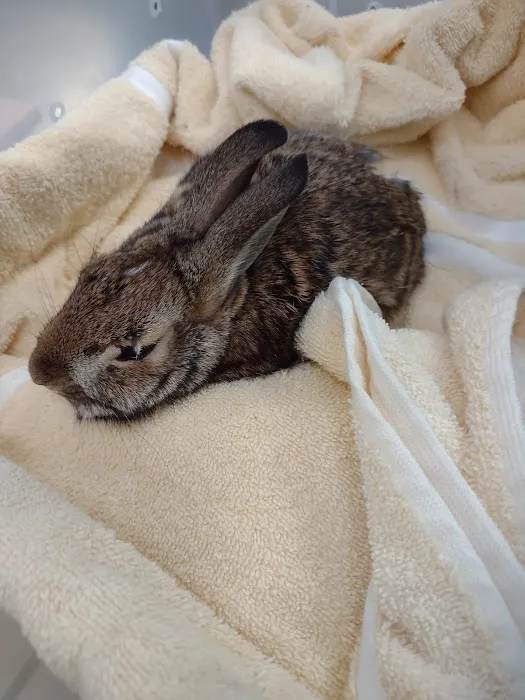 New England Wildlife Center 2