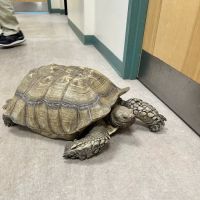 New England Wildlife Center ico