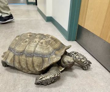 New England Wildlife Center