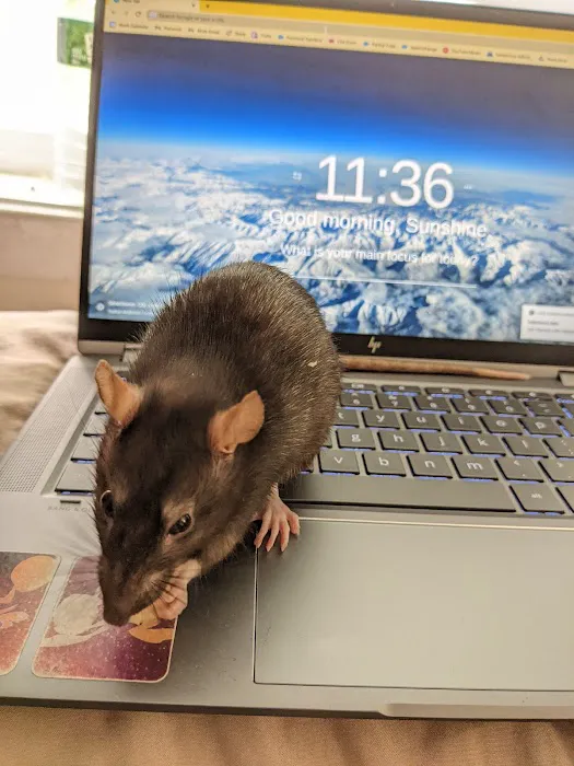 Odd Pet Vet 7