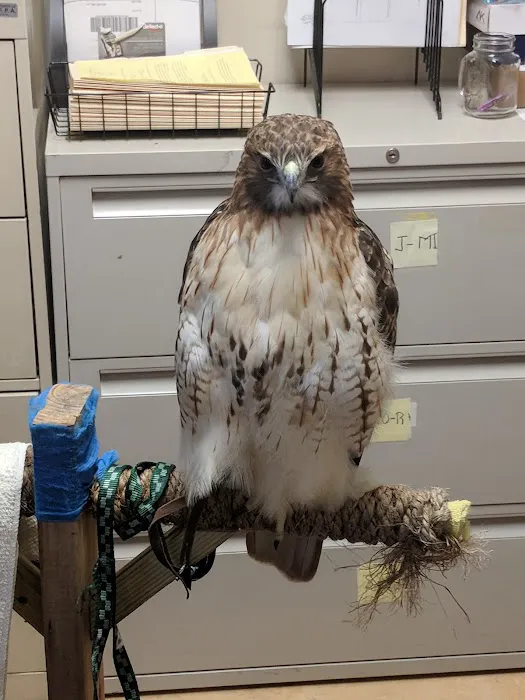 Odd Pet Vet 6