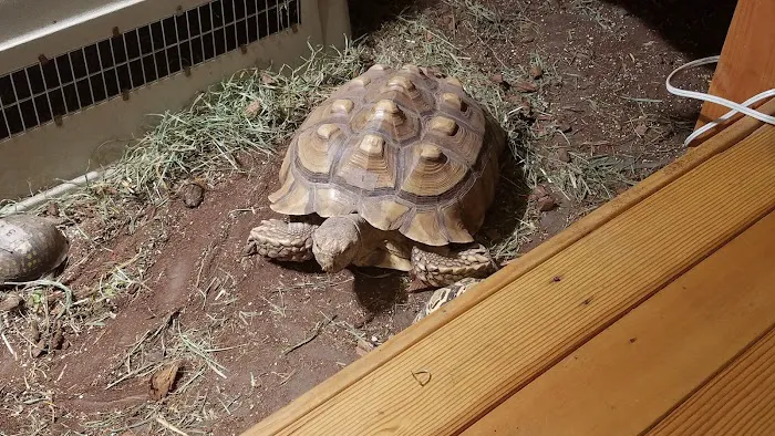 Odd Pet Vet 8