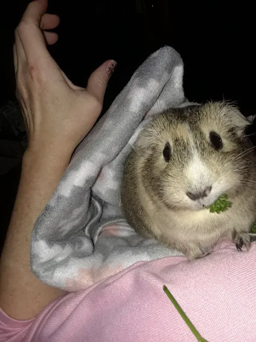 Odd Pet Vet 9