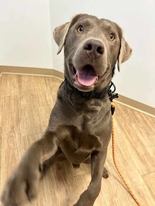Veterinary Urgent Care Center - Braintree 3