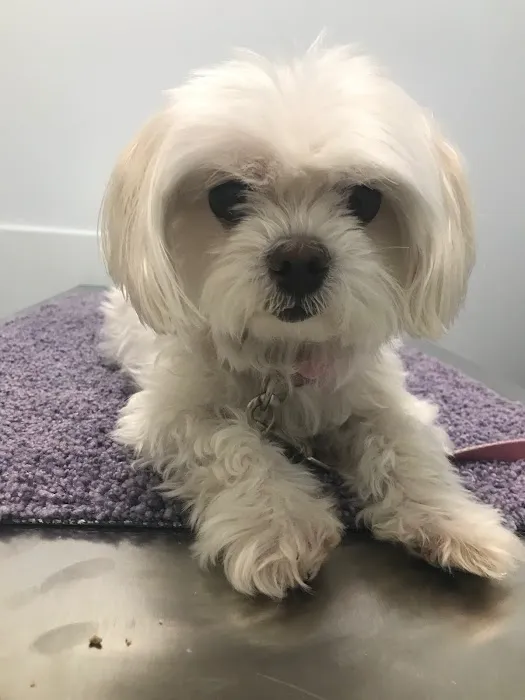 Veterinary Urgent Care Center - Braintree 1