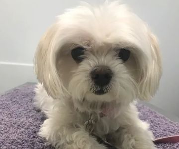 Veterinary Urgent Care Center - Braintree