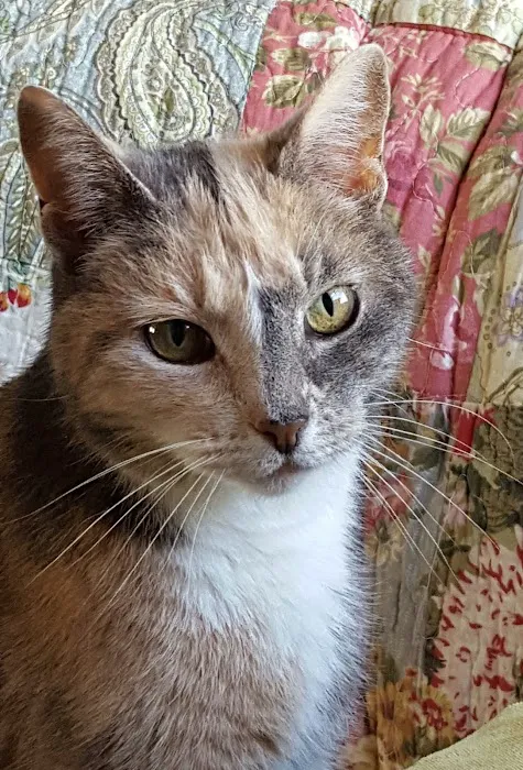 Weymouth Landing Cat Clinic & Hotel 6