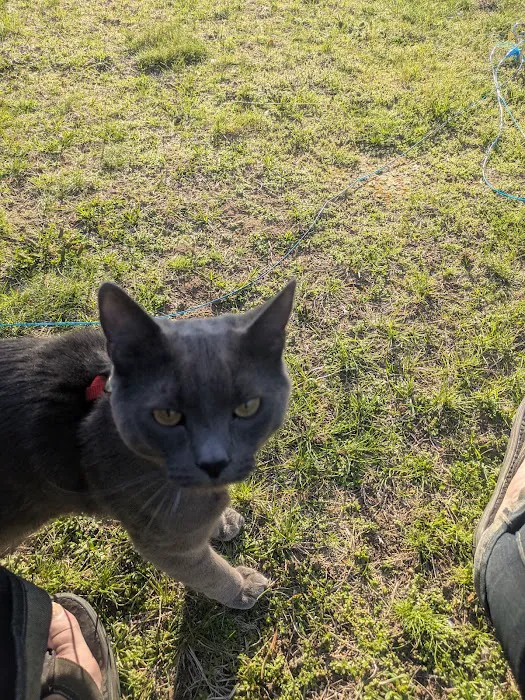 Weymouth Landing Cat Clinic & Hotel 10