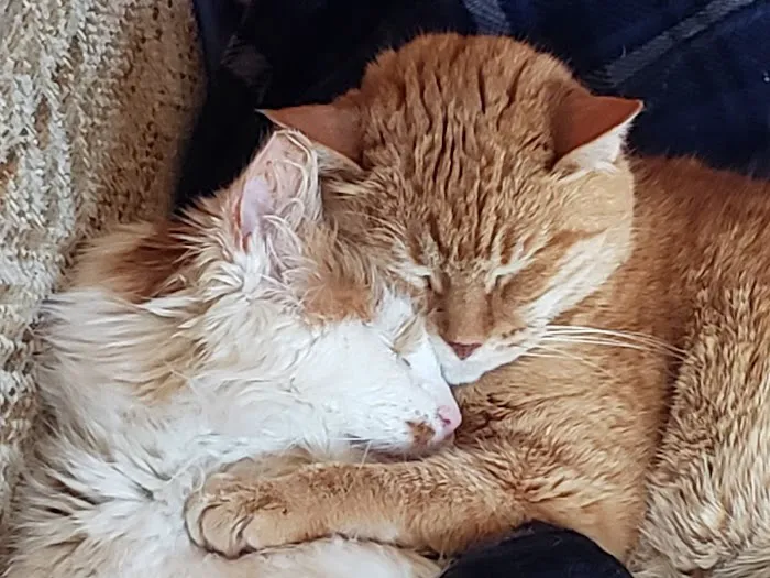 Weymouth Landing Cat Clinic & Hotel 4