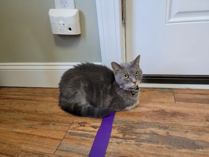Weymouth Landing Cat Clinic & Hotel 5