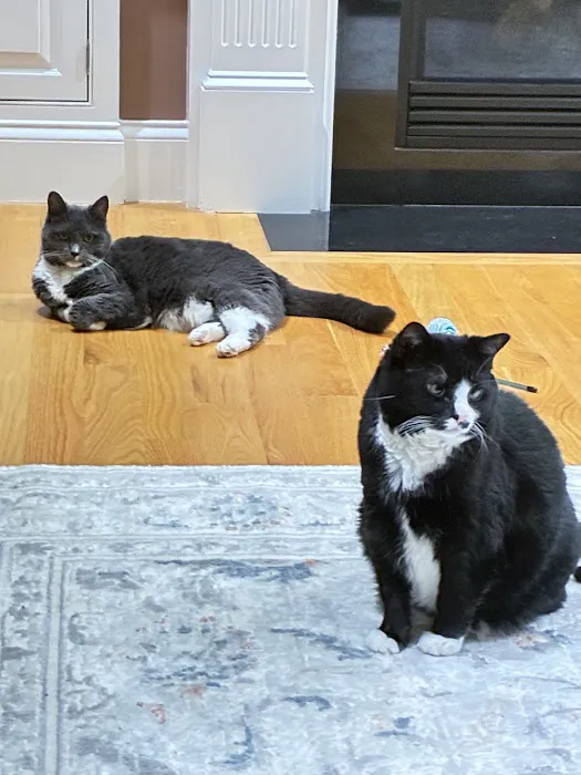 Weymouth Landing Cat Clinic & Hotel 8