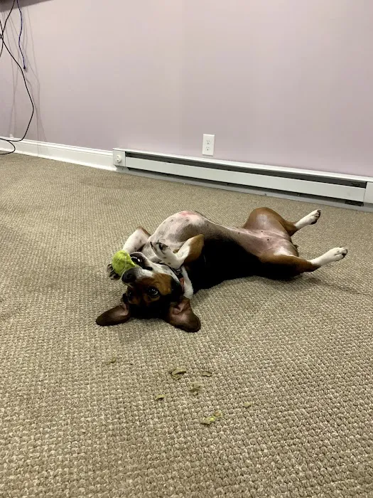 Willard Veterinary Clinic 9
