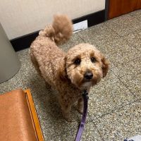 Willard Veterinary Clinic ico