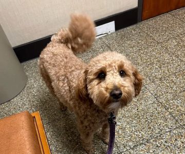 Willard Veterinary Clinic