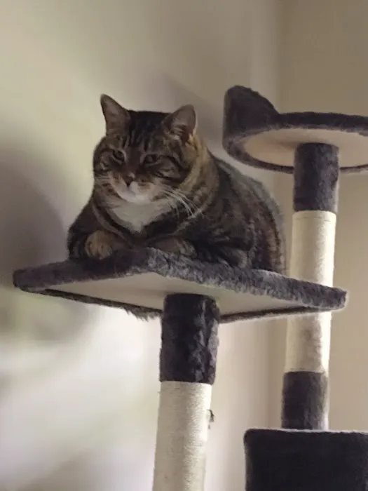 Braintree Veterinary Care 6