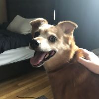 Braintree Veterinary Care ico