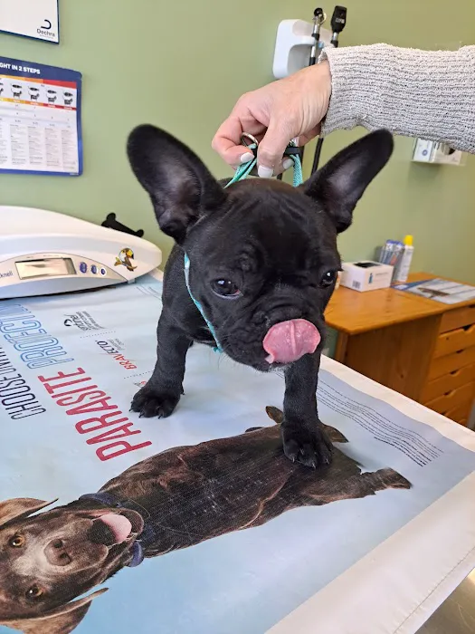 Braintree Veterinary Care 4