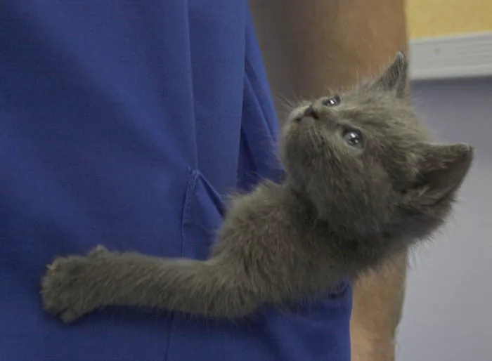 VCA South Shore Quincy Animal Hospital 8