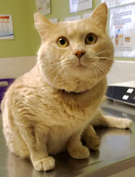 VCA South Shore Quincy Animal Hospital 9