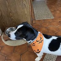 South Coastal Animal Health ico
