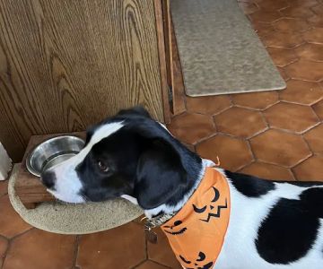 South Coastal Animal Health
