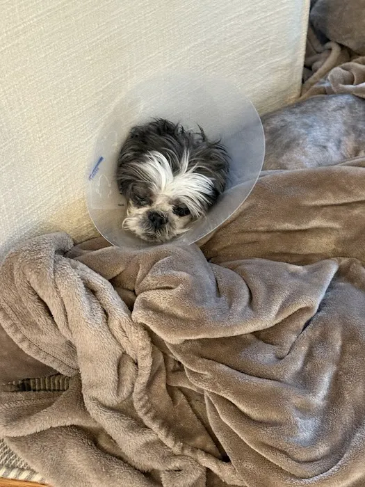 Wareham Animal Hospital 10