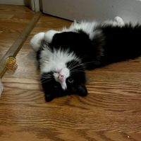 Woodland Animal Clinic ico