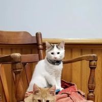 Middleboro Animal Clinic ico