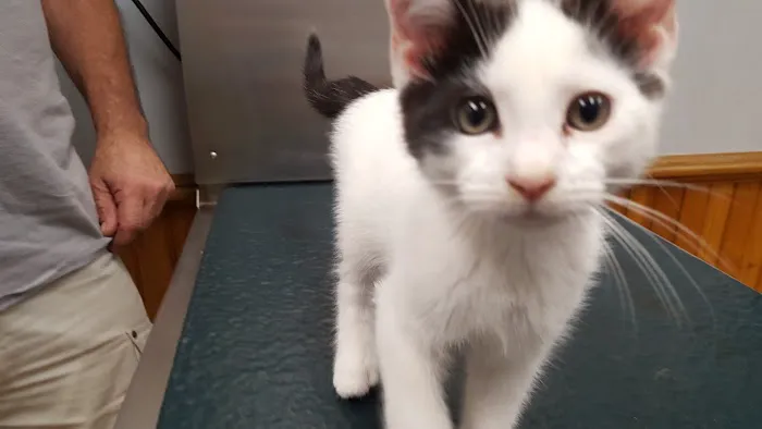 Middleboro Animal Clinic 2