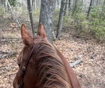 Highland Hill Vet Services LLC