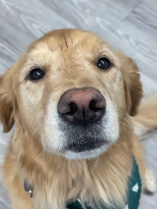 Veterinary Cancer Specialists of New England 7